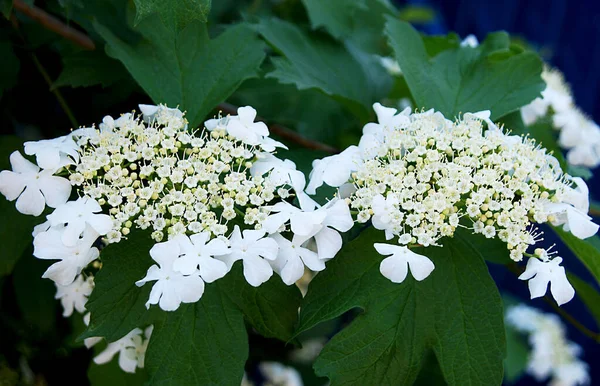 Delicadas Flores Blancas Viburnum Entre Hojas Verdes —  Fotos de Stock