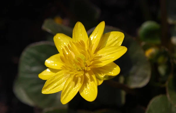 Élénk Sárga Virágok Zöld Levelek Között — Stock Fotó