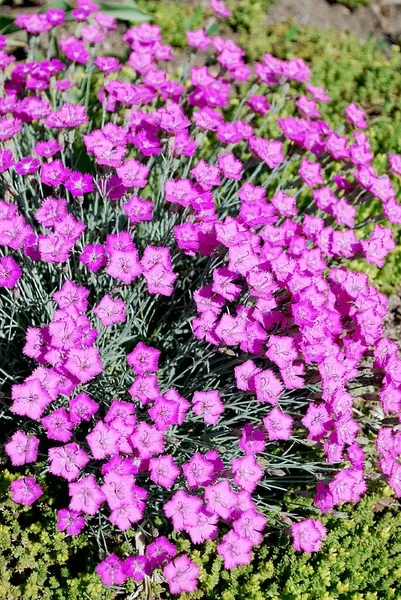 Små Rosa Nejlikor Ljusa Dekoration Rabatter — Stockfoto