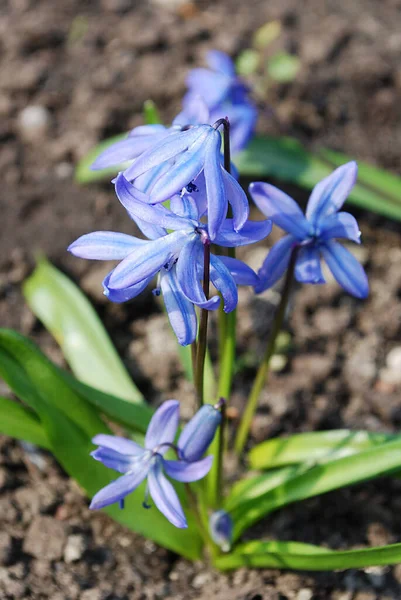 Narin Mavi Çiçekler Baharın Başlarında Açarlar — Stok fotoğraf