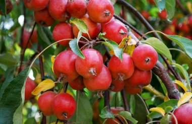 yeşil yaprakların arasında bir dalda bir sürü küçük kırmızı elma