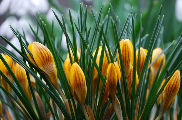 Delicate Gele Krokussen Bloeien Het Vroege Voorjaar — Stockfoto