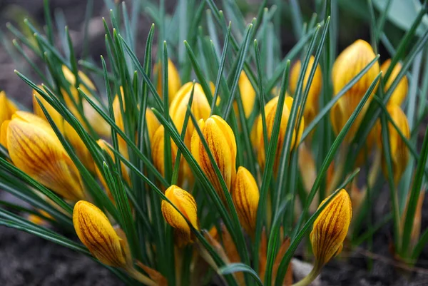 Delicados Azafranes Amarillos Florecen Principios Primavera —  Fotos de Stock