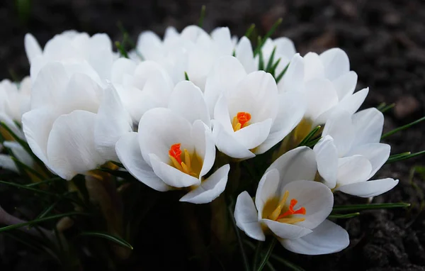 Delicados Azafranes Blancos Florecen Principios Primavera —  Fotos de Stock