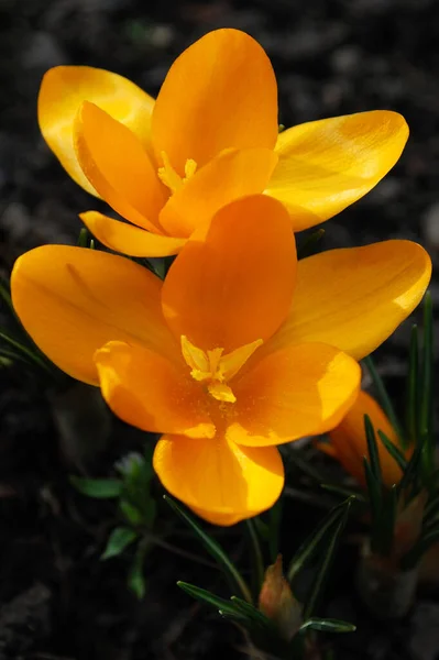 Delicados Azafranes Amarillos Florecen Principios Primavera — Foto de Stock