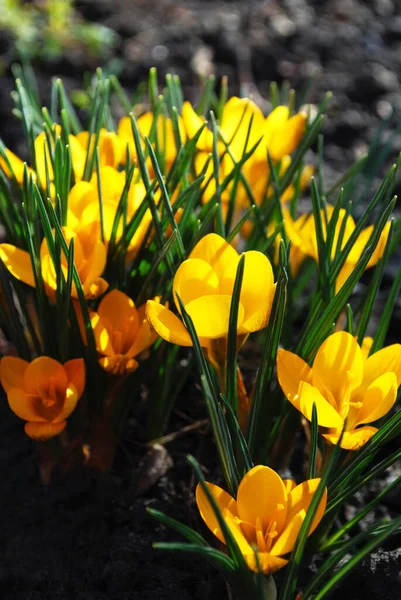 Delicados Azafranes Amarillos Florecen Principios Primavera —  Fotos de Stock