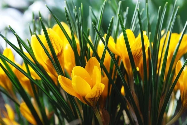 Delicate Yellow Crocuses Bloom Early Spring — Stock Photo, Image