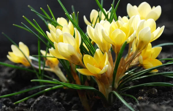 Ніжні Жовті Крокуси Цвітуть Початку Весни — стокове фото