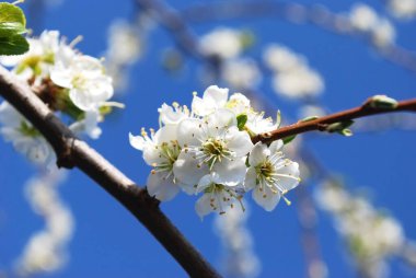 Mavi gökyüzüne karşı beyaz narin çiçeklerle açan erik dalı