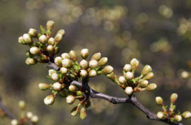 Güneşli bir günde beyaz tomurcuklu erik dalı