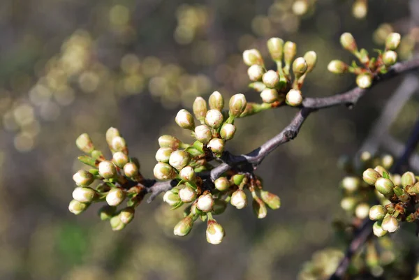 Pflaumenzweig Mit Weißen Zarten Knospen Einem Sonnigen Tag lizenzfreie Stockbilder