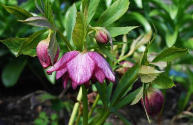 Yeşil yaprakların arasında tomurcukları olan parlak Terry Hellebore