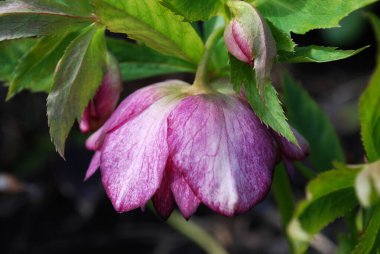 Yeşil yaprakların arasında tomurcukları olan parlak Terry Hellebore