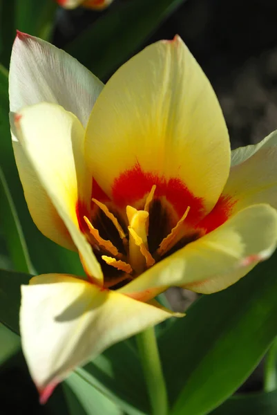 Tulipani Gialli Rossi Che Sbocciano Primavera — Foto Stock