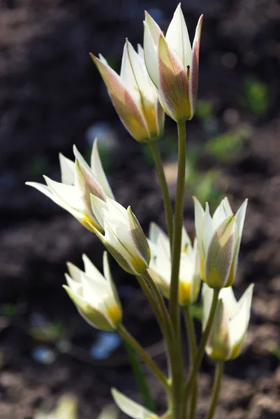 Delicadas Tulipas Botânicas Brancas Florescendo Dia Primavera — Fotografia de Stock