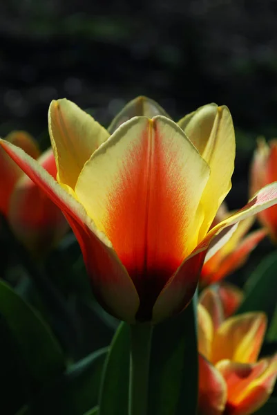 Tulipanes Rojos Amarillos Floreciendo Soleado Día Primavera — Foto de Stock