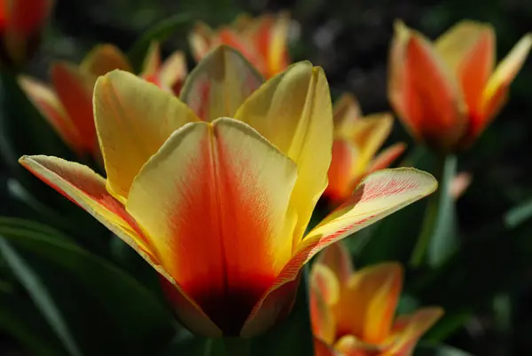Tulipani Rossi Gialli Che Sbocciano Una Soleggiata Giornata Primaverile — Foto Stock