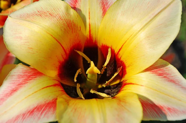 Tulipano Rosso Giallo Che Fiorisce Una Soleggiata Giornata Primaverile — Foto Stock