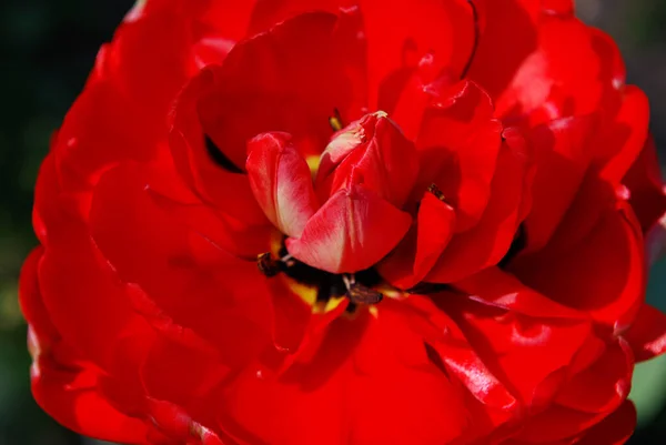 Tulipano Spugna Rosso Che Fiorisce Una Soleggiata Giornata Primaverile — Foto Stock