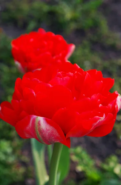 Tulipa Terry Vermelho Florescendo Dia Primavera Ensolarado — Fotografia de Stock