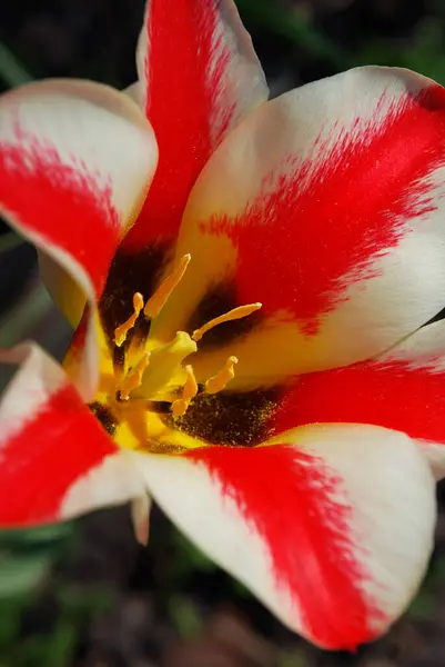 Красный Белый Тюльпан Цветет Теплый Весенний День — стоковое фото