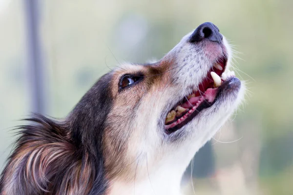 Hoofd van een hond met glimlach en gelukkig gezicht Rechtenvrije Stockafbeeldingen