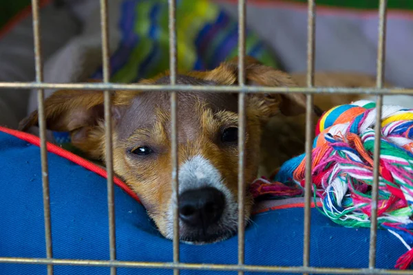 Sad dog with alopecia waiting for someone - adoption concept