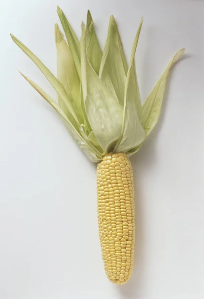 Ear of Fresh Corn — Stock Photo, Image