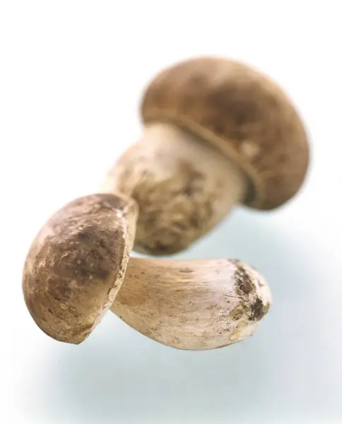 Twee porcini paddestoelen — Stockfoto