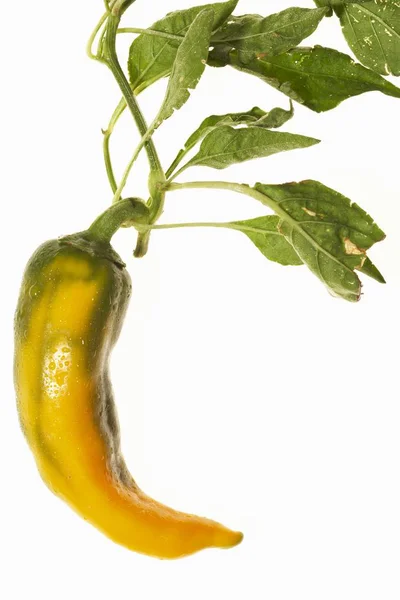 Žlutá chilli papričkou — Stock fotografie