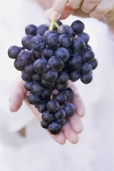 Mãos femininas segurando cachos de uvas — Fotografia de Stock