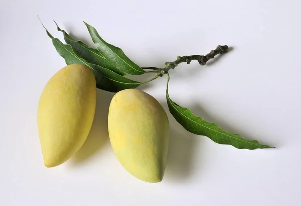 Friss, érett mangó — Stock Fotó