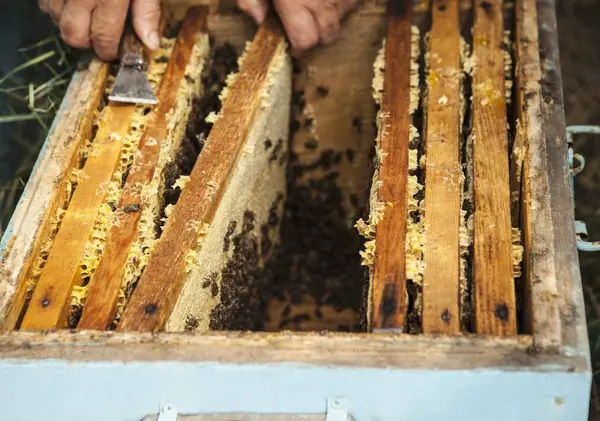 Beekeeper with honeycombs in hands — Stock Photo, Image