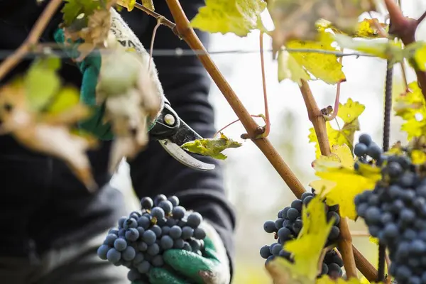 Pracownik, zbieranie winogron czarny — Zdjęcie stockowe
