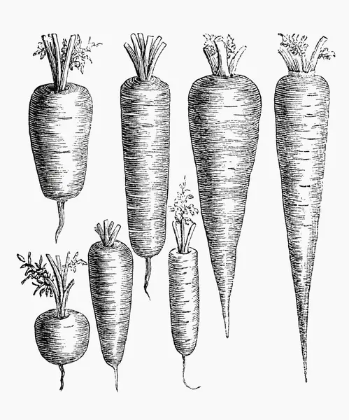 Various Types Carrot Illustration — Stock Photo, Image