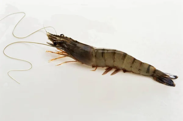 Fresh king prawn — Stock Photo, Image