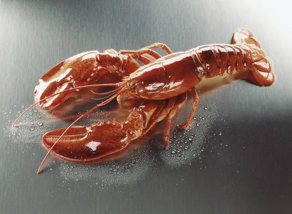 Cooked lobster on metal — Stock Photo, Image