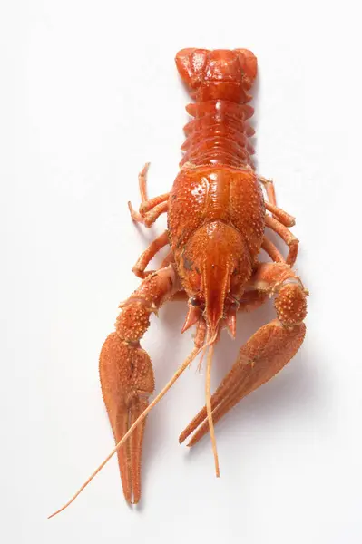 Whole freshwater crayfish — Stock Photo, Image