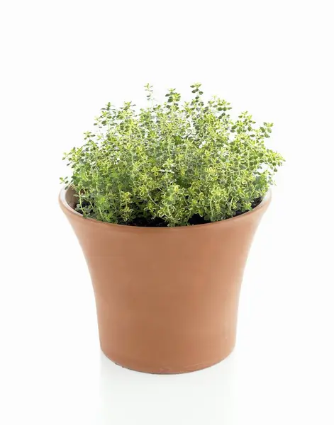 Lemon thyme tumbuh dalam pot — Stok Foto