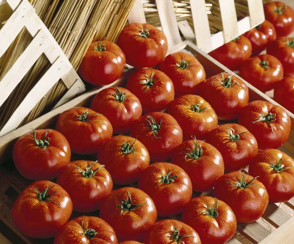 Tomates avec gouttes d'eau — Photo
