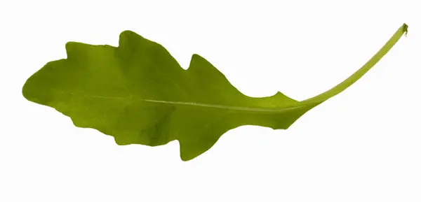 Listová zelená raketa — Stock fotografie