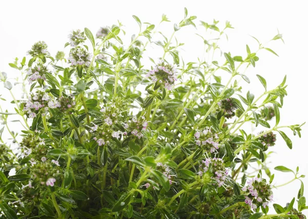 Fresh flowering Thyme — Stock Photo, Image