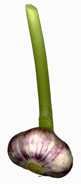 Garlic bulb isolated — Stock Photo, Image