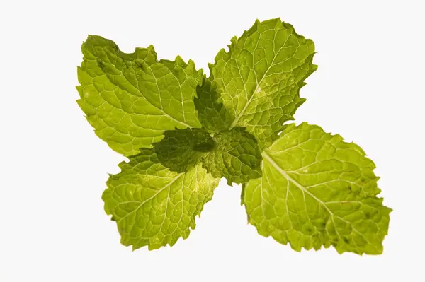 Fresh mint leaves — Stock Photo, Image