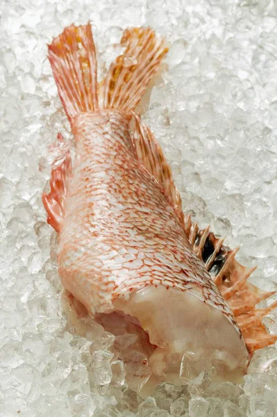 サソリの魚の切り身 — ストック写真