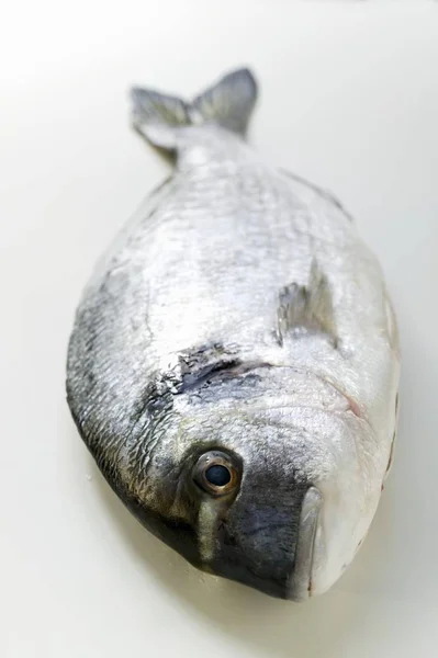 新鲜海鲷 — 图库照片