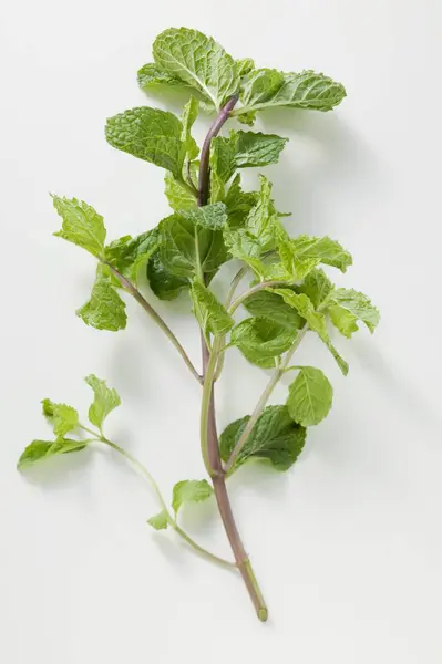 Fresh Green Thai mint — Stock Photo, Image