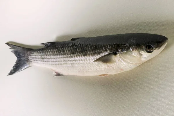 Ψάρια φρέσκα μπαρμπούνια γκρι — Φωτογραφία Αρχείου