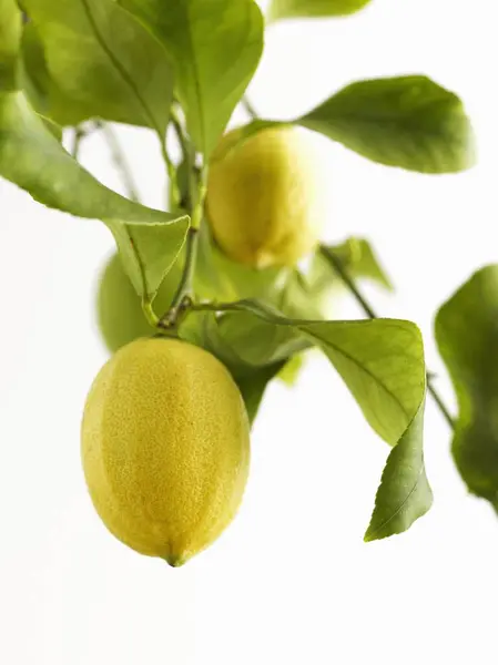 Свіжі стиглі лемони на дереві — стокове фото