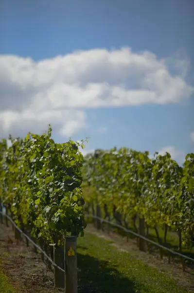 Vue Diurne Des Rangs Vignes Nouvelle Zélande — Photo